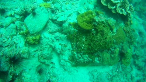 Boxfish in the sea, Thailand Stock Footage 246514589