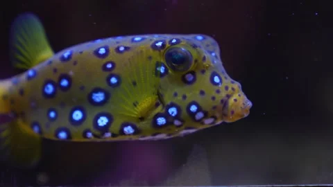 Boxfish swimming Stock Footage 251760322