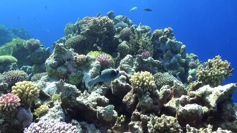 Boxfish underwater on background bright green corals in Red sea. Stock Footage