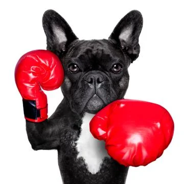 Boxing dog Foto stock