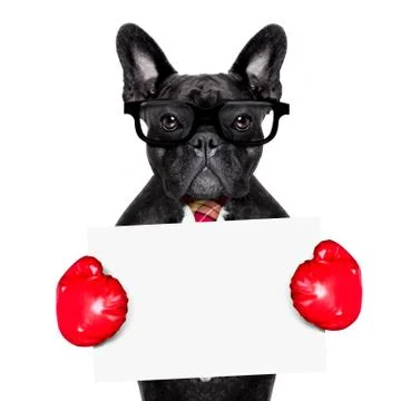Boxing dog Stock-Fotos