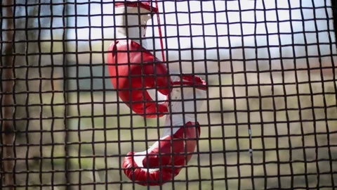Boxing gloves hanging behind the old metal fence. Stock-Footage 105617754