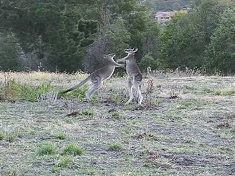 Boxing kangaroos Stock Footage 10571727