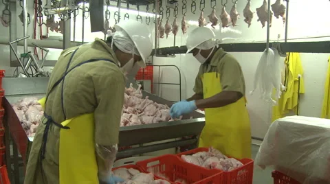 Boxing raw chicken at processing plant Stock Footage 43334034