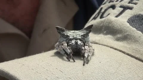 Boxspider1 Stock Footage 11069872