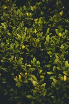 Boxtree Stock Photos