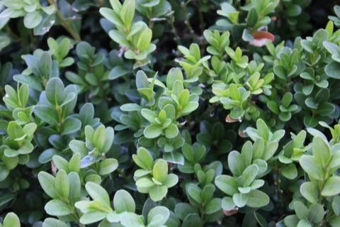 Boxwood close up Stock Photos