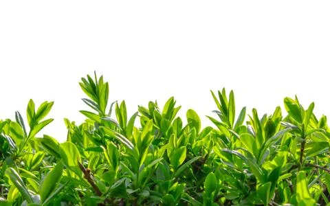 Boxwood at close range on a white background Stock Photos