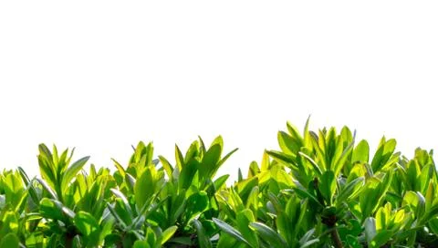 Boxwood at close range on a white background Stock Photos
