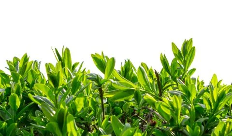 Boxwood at close range on a white background Stock Photos