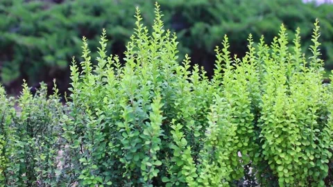 Boxwood Stock Footage 130970572