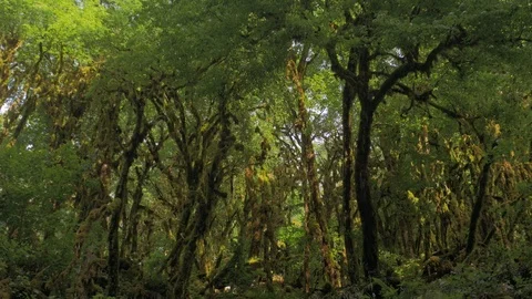 Boxwood forest Video stock 102507129