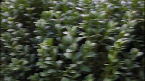 Boxwood leaves close up Stock Footage 73780216