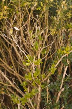 Boxwood Stock Photos