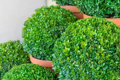 Boxwood Stock Photos