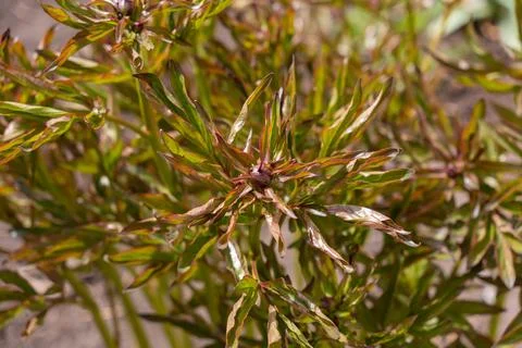 Boxwood Shrub Background Stock Photos