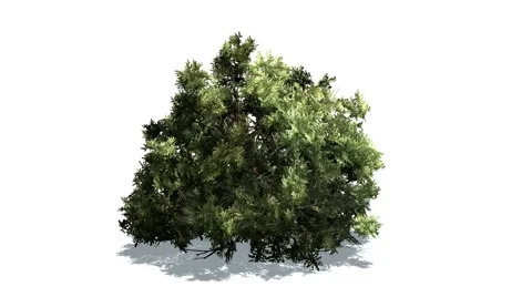 Boxwood in a strong wind Video stock 47232097
