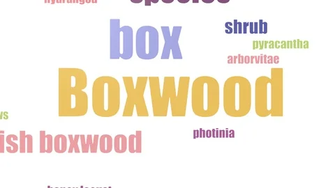 Boxwood Tag Cloud Animated Isolated On White Stock Footage 99620267