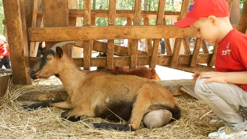Boy 4-5 years old stroking a goat Stock Footage 108848901