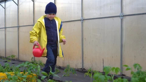 A boy aged 7 years. Happy baby boy is watering the vegetables in the greenhouse Stock Footage 129357970