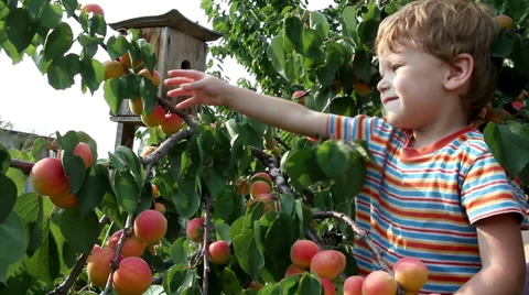 Boy and Apricot HD Stock Footage 35305884