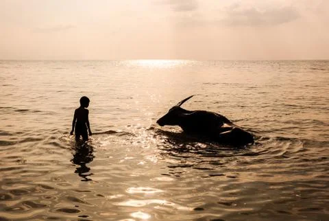 Boy and buffalo bathing in the sea Stock Photos