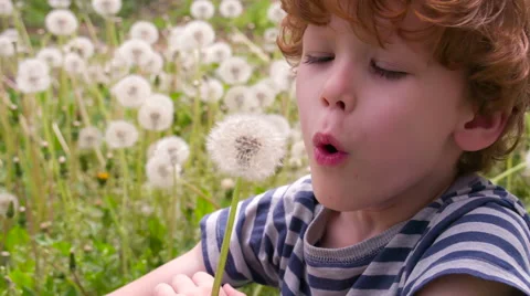 Boy and Dandelions HD Stock Footage 50139511