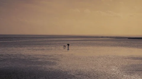 Boy and Dog on Beach 스톡 동영상 124142172