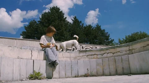 Boy and Dog Walking Stock Footage 63425250