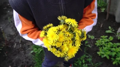 Boy and flowers Stock Footage 154428162