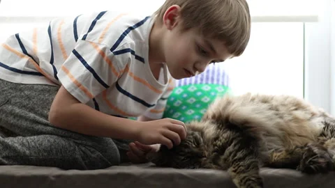 A boy and a fluffy cat are sitting on the windowsill. The child strokes the cat. Stock Footage 220250939