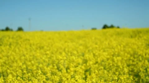 Boy and girl in a yellow canola field 32 Stock Footage