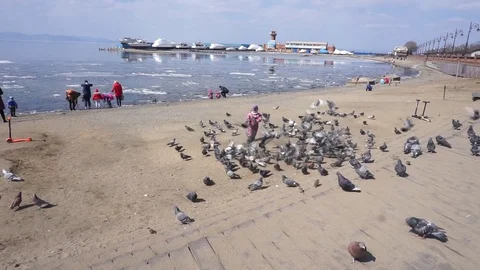 Boy and pigeons Vídeo Stock 104751676