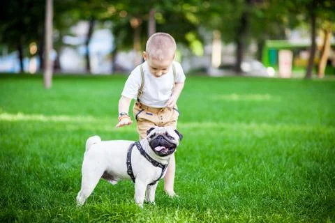 A boy and a pug Stock Photos