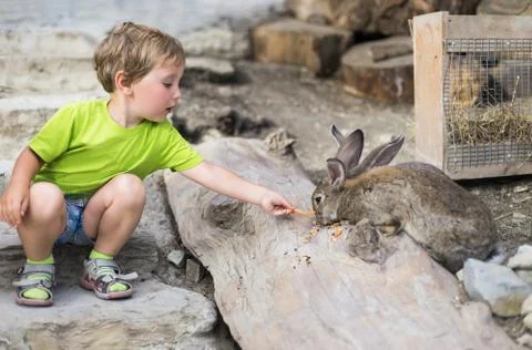 Boy and rabbit Stock Photos