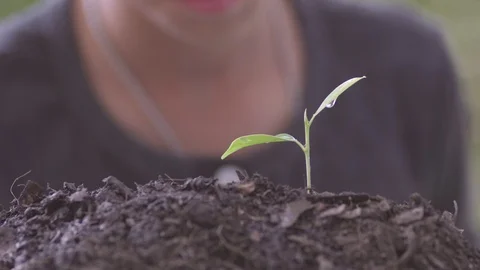 Boy and seedling Stock Footage 102648965