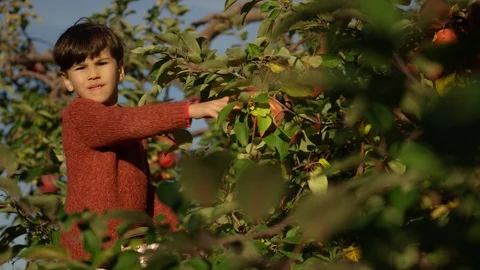 Boy Apple Picking,  Apple Tree Stock Footage 129478274