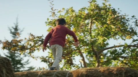 Boy Apple Picking,  Apple Tree Stock Footage 129478354