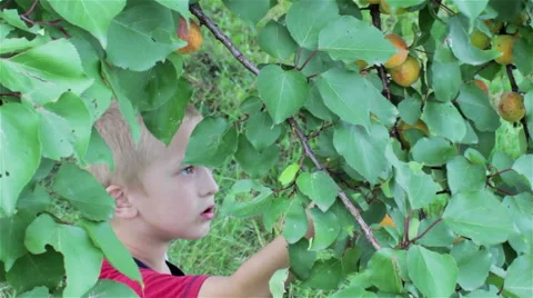 Boy apricot tree Stock Footage 59709146