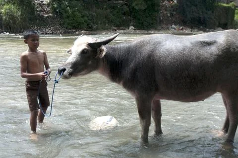 Boy bathing buffalo in the river 写真素材