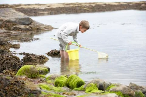 Boy on beach collecting shells Stock Photos