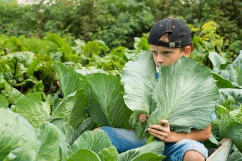 Boy on a bed of cabbage Stock Photos