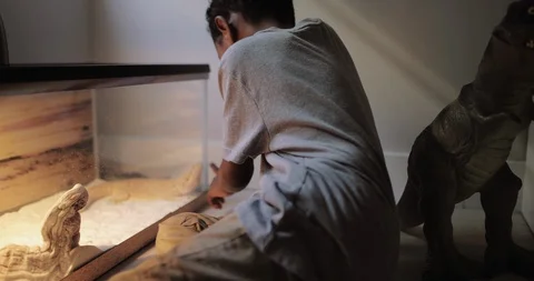 Boy in bedroom playing with iguana Stock Footage 99373566