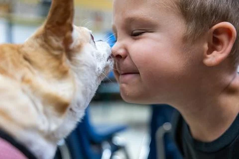 A boy is being licked in the face by a small dog. Stock Photos