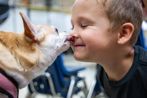 A boy is being licked in the face by a small dog. Stock Photos