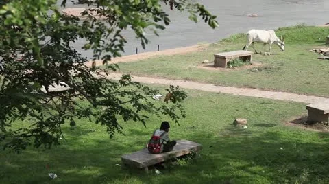 Boy on bench Stock Footage 22308112