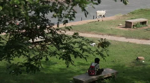 Boy on bench Stock Footage 22308119
