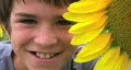 Boy Beside Sunflower HD Footage