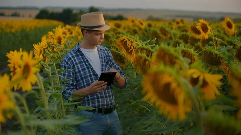 The boy between high sunflowers in summer evening Stock Footage 119062845