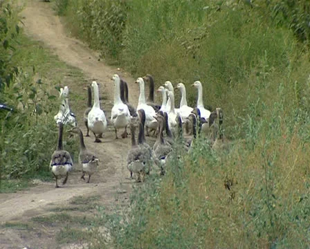 The boy by bicycle Stock Footage 22480956